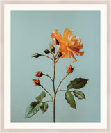 Surya Atonement Petals ATON-010 24"H x 20"W x 1"D Art