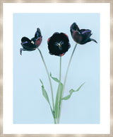 Surya Black Tulips BLTU-001 21"H x 18"W x 1"D Art