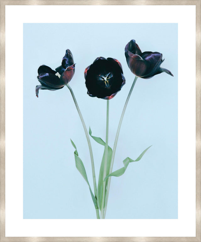 Surya Black Tulips BLTU-001 31"H x 26"W x 1"D Art