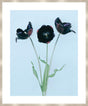 Surya Black Tulips BLTU-001 36"H x 30"W x 1"D Art