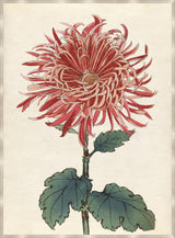 Surya Chrysanthemum Studies CHRY-004 54"H x 40"W x 1"D Art