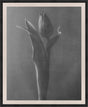 Surya Falling Angel FAAN-001 34"H x 28"W x 1"D Art