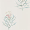 Sanderson Protea Flower Porcelain/Blush Wallpaper