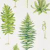 Sanderson Fernery Botanical Green Wallpaper