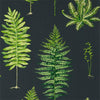 Sanderson Fernery Botanical Green/Charcoal Wallpaper
