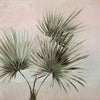 Brewster Home Fashions Durango Palm Ombre Wall Mural