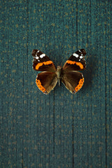 Brewster Home Fashions Eijffinger Museum Polka Dots Teal Wallpaper