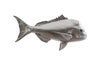 Phillips Collection Australian Snapper Fish Wall Sculpture Resin Silver Leaf Accent