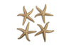 Phillips Collection Starfish Gold Leaf Set Of 4 Lg Accent