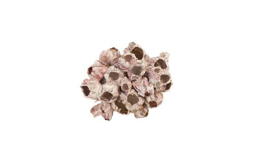 Phillips Barnacle Cluster Wall Art MD