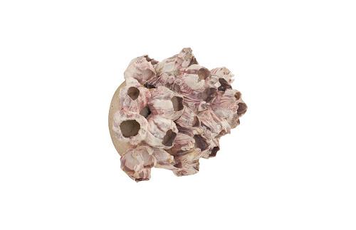 Phillips Barnacle Cluster Wall Art MD